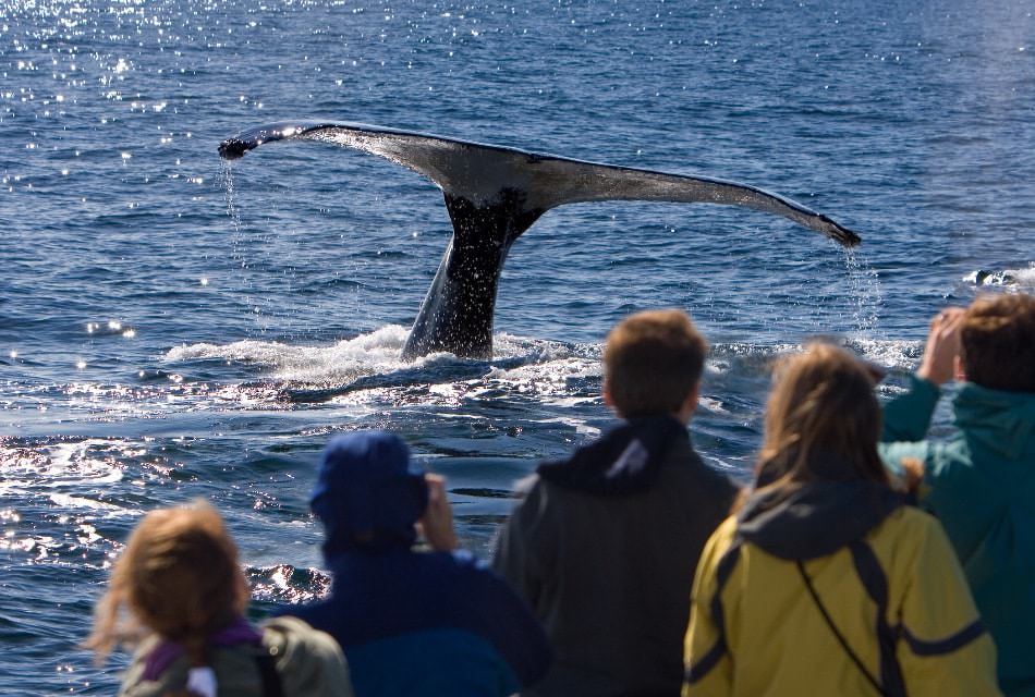 People watching a whale in the water